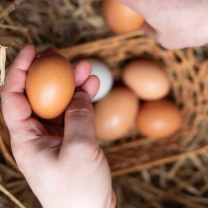 Fresh Farm Eggs – Grade A, Free Range